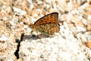 Niyobe (Argynnis niobe)