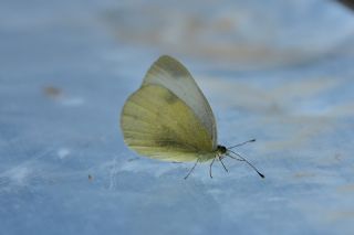 K���k Beyazmelek&nbsp;(Pieris&nbsp;rapae)