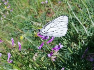 Al Beyaz (Aporia crataegi)