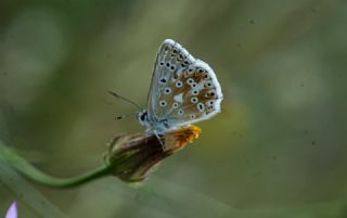 okgzl Yalanc illi Mavi (Polyommatus corydonius)