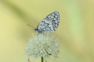 Anadolu Melikesi (Melanargia larissa)