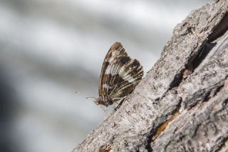 ? Tanmsz Tr (n/a NA)