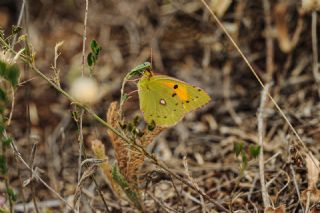 Sar Azamet (Colias croceus)