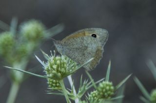 Esmerperi (Hyponephele lupina)