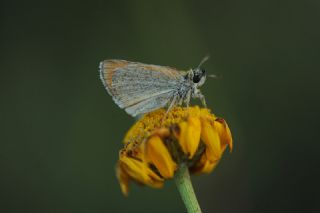 Sar Antenli Zpzp (Thymelicus sylvestris)