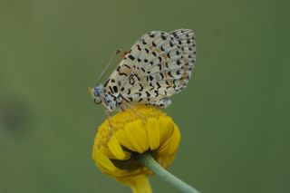 Kafkasyal parhan (Melitaea interrupta)