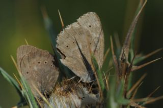 Kaya Esmeri (Kirinia clymene)