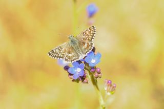 Sar Bandl Zpzp (Pyrgus sidae)