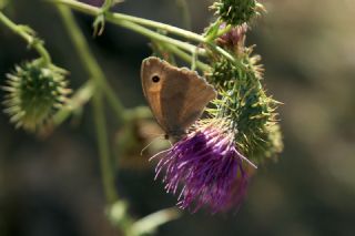 �ay�r Esmeri&nbsp;(Maniola&nbsp;jurtina)