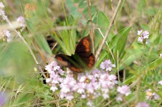 Orman Gzelesmeri (Erebia medusa )