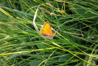 Ate Bakr Gzeli (Lycaena candens)