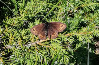 Orman Gzelesmeri (Erebia medusa )