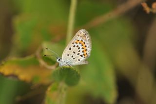 Gm Lekeli Esmergz (Plebejus argus)