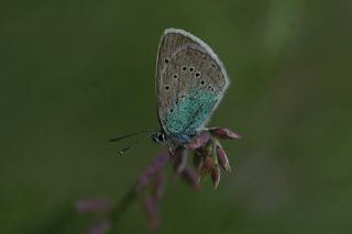 ? Tanmsz Tr (n/a NA)