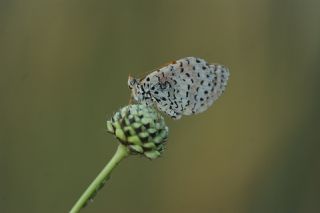 Benekli parhan (Melitaea didyma)