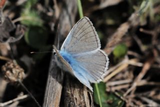 okgzl Dafnis (Polyommatus daphnis)