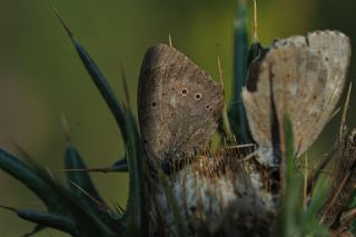 Kaya Esmeri (Kirinia clymene)