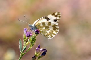 Yeni Beneklimelek (Pontia edusa)