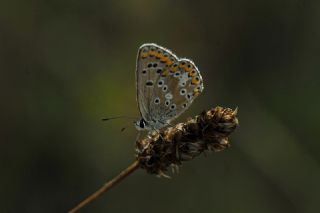 okgzl Balkan Mavisi (Aricia anteros )