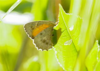 Kaya Esmeri (Kirinia clymene)