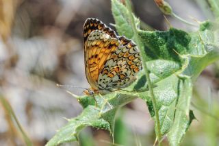 Benekli Byk parhan (Melitaea phoebe)