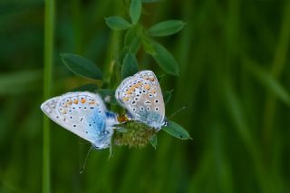 �okg�zl� Mavi&nbsp;(Polyommatus&nbsp;icarus)