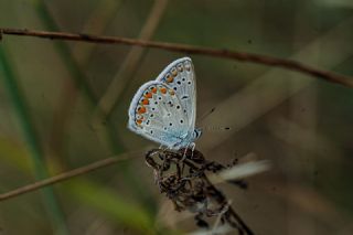 okgzl Mavi (Polyommatus icarus)