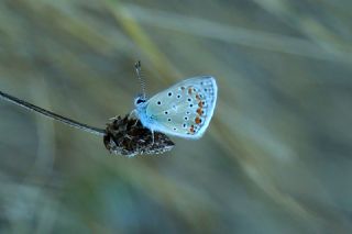 okgzl Mavi (Polyommatus icarus)
