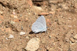 Kutsal Mavi (Celastrina argiolus)