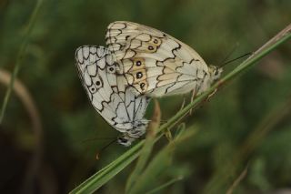 Anadolu Melikesi (Melanargia larissa)