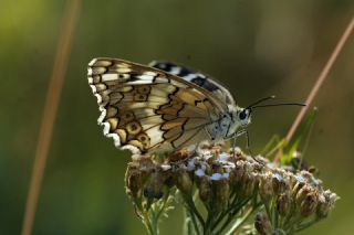 Anadolu Melikesi (Melanargia larissa)