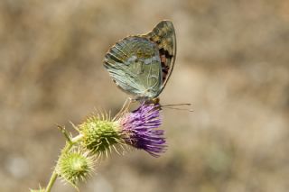 Bahad�r&nbsp;(Argynnis&nbsp;pandora)