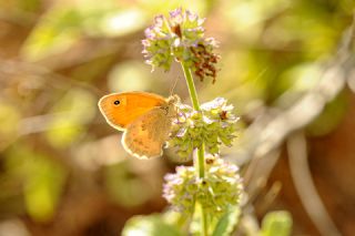 Kk Zpzp Perisi (Coenonympha pamphilus)