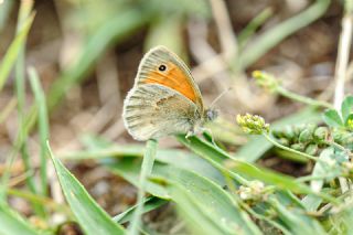 Kk Zpzp Perisi (Coenonympha pamphilus)