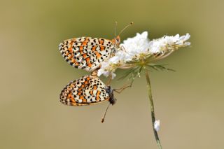 Gzel parhan (Melitaea trivia)