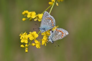 okgzl Meneke Mavisi (Polyommatus thersites)