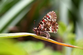 Gney Fistosu (Zerynthia polyxena)