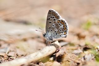 okgzl Balkan Mavisi (Aricia anteros )