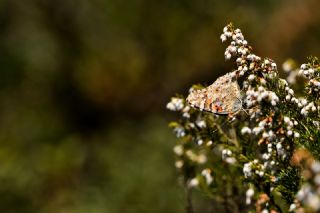 Diken Kelebei (Vanessa cardui)