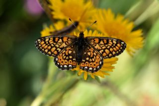 Nazuum (Euphydryas aurinia)