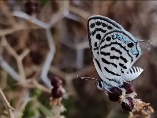 Balkan Kaplan (Tarucus balkanicus)