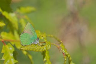 Zmrt (Callophrys rubi)