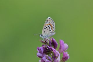 Gm Lekeli Esmergz (Plebejus argus)