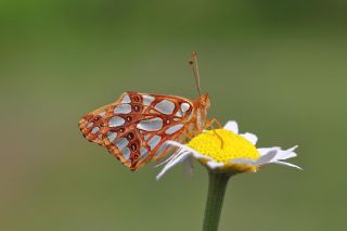 spanyol Kraliesi (Issoria lathonia)