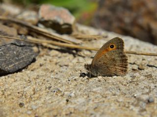 Azeri Esmerperi (Hyponephele zuvandica)