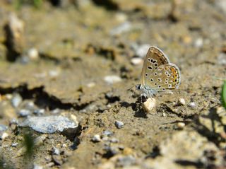 Acem okgzls (Polyommatus alcedo)