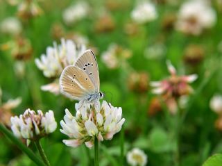 okgzl Damon Mavisi (Polyommatus damon)