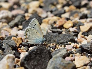 okgzl Byk Turanmavisi (Polyommatus myrrha)