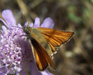 Sar Antenli Zpzp (Thymelicus sylvestris)