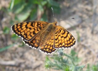 Benekli Byk parhan (Melitaea phoebe)